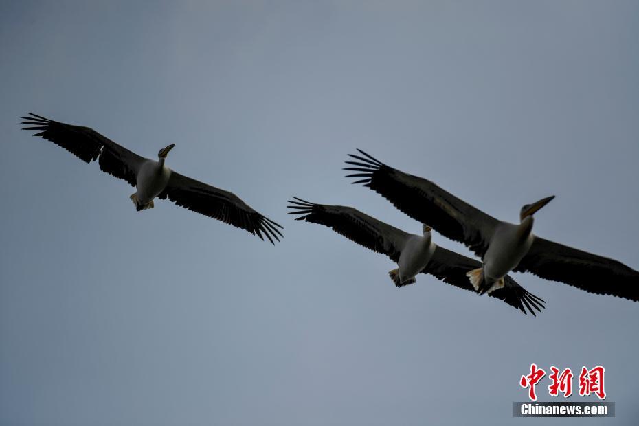 太子要吃魚(yú)誰(shuí)把丞相族譜送來(lái)了