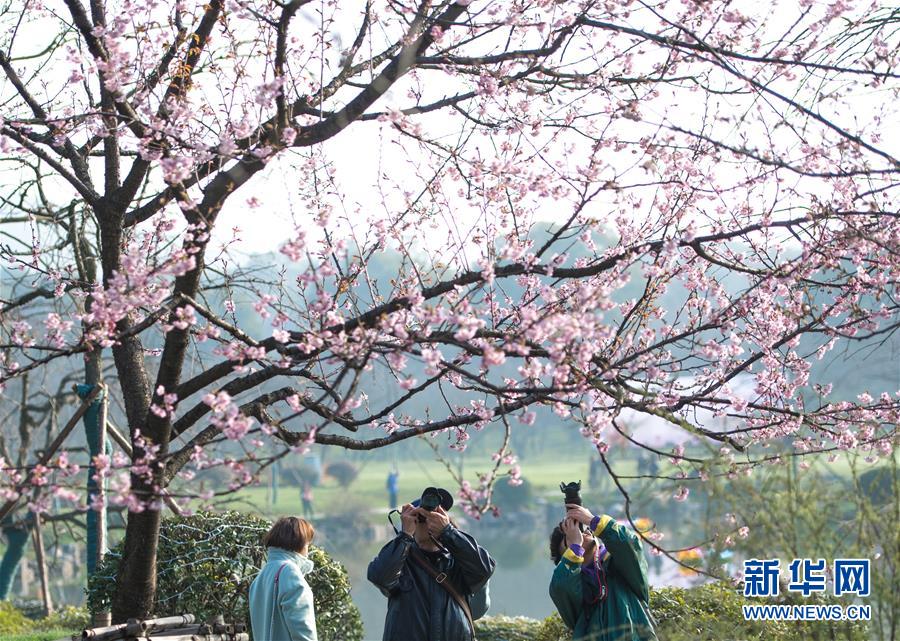 不知火舞之公園狂野