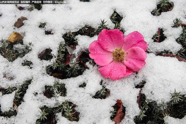 雪豹全集