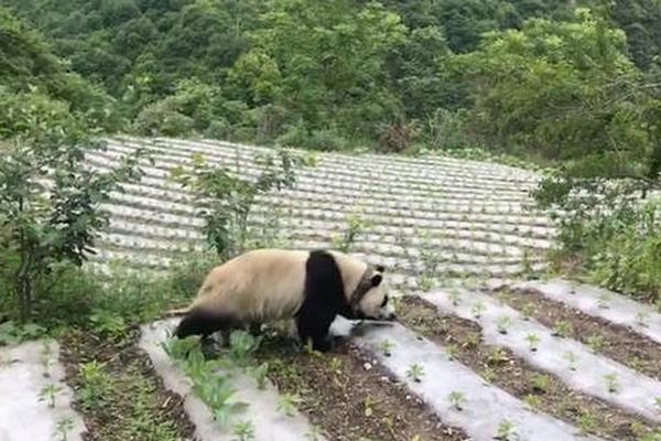 天國鳳凰