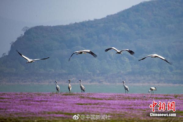  偷龍轉(zhuǎn)鳳泰劇