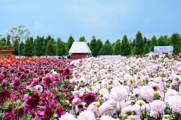  搶灘大上海