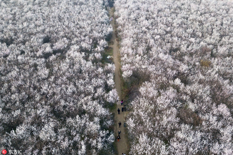 希望的大地電視劇