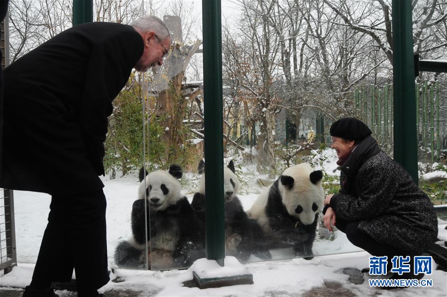  雪豹電視劇