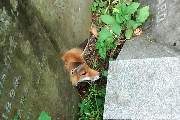  電影蘋果在線觀看