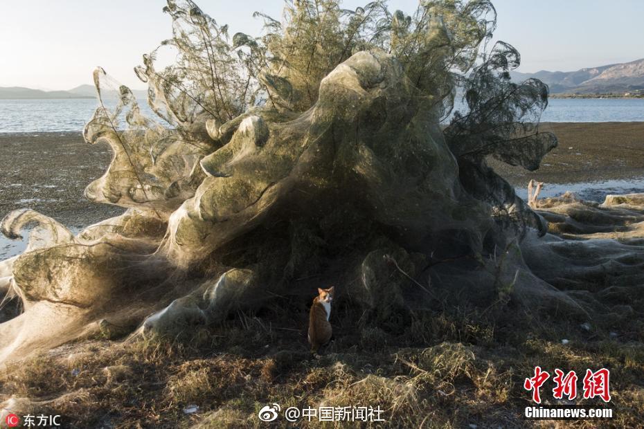 爸爸去哪兒