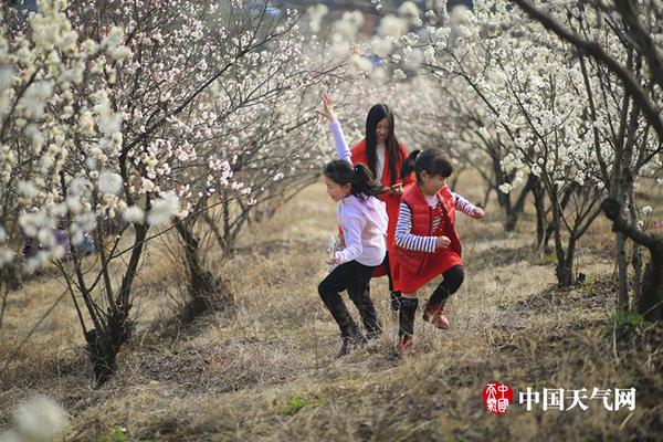 那年花開月正圓全集免費播放