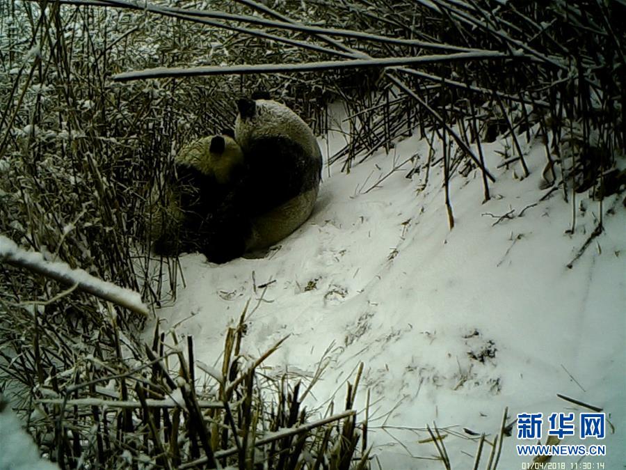  白山黑水電影