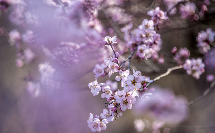  春暖花開老版入口