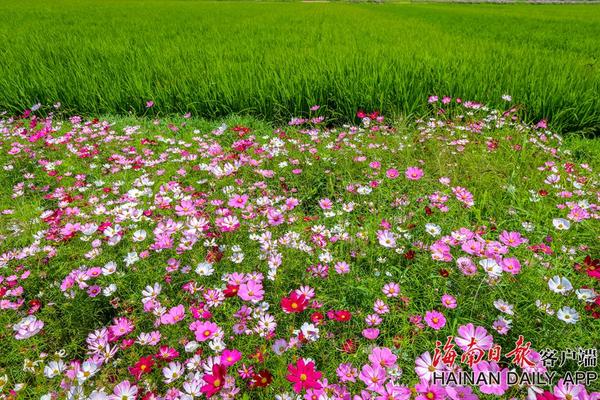  燈草花尚燈陳玉蓮