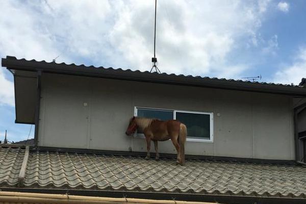 風(fēng)月變電視劇免費觀看完整在線