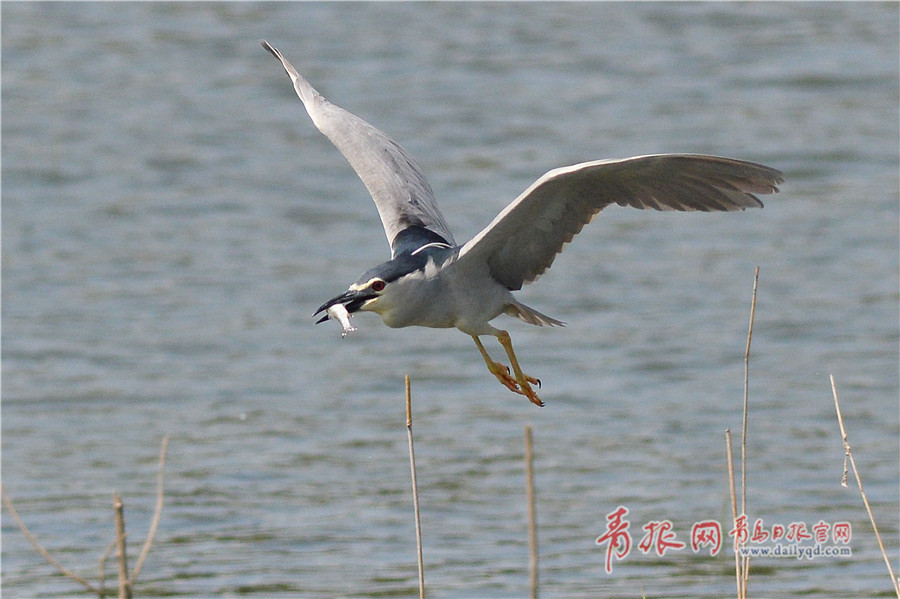 電影城市獵人