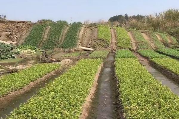 美國(guó)田園下的罪惡