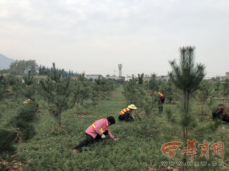  香山葉正紅電視劇