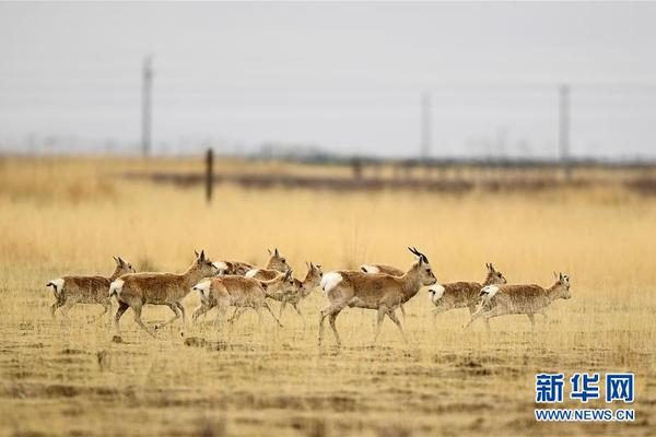 華麗明星賽