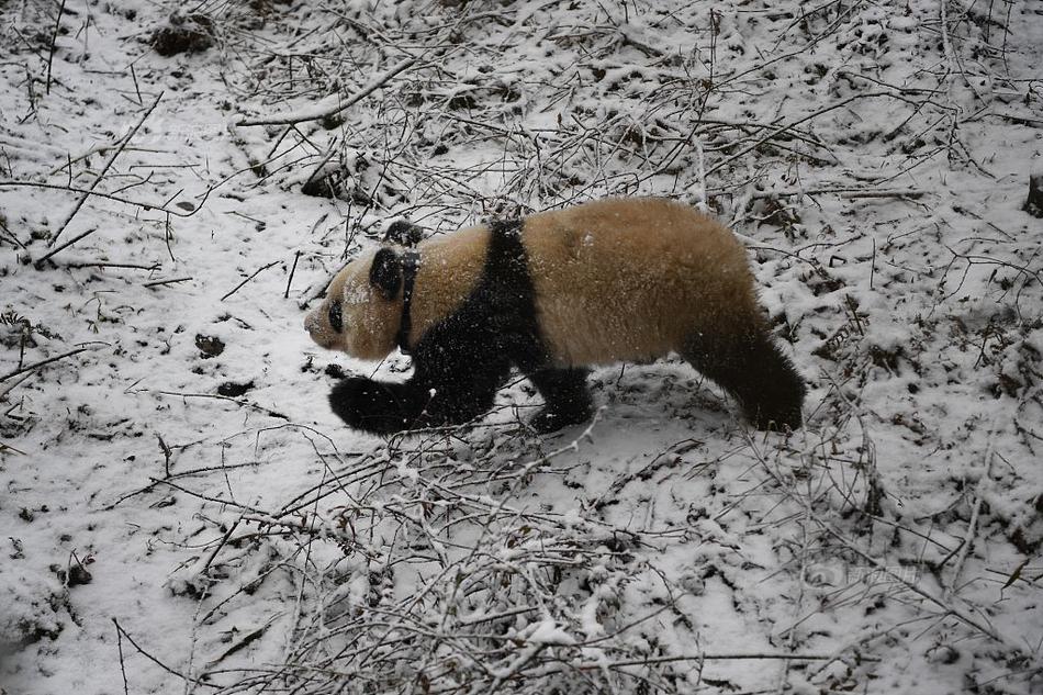  犀利仁師